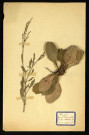 Rumex Acetosella (Rumex Petite oseille), famille des Polygonacées, plante prélevée à Dromesnil (Champ), 4 juin 1938