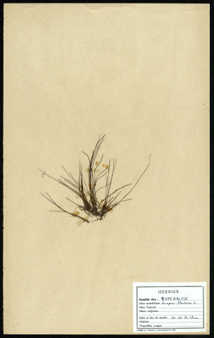 Scurpus Fluitans, famille des Cypéracées, plante prélevée à Cherré (Sarthe, France), zone de récolte non précisée, en avril 1969