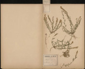 Polygala Vulgaris, plante prélevée à Saveuse (Somme, France), dans le bois, 15 mai 1888