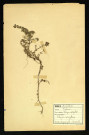Thymus Serpyllum L (Thym serpolet), famille des Labiées, plante prélevée à Dromesnil, 4 juin 1938