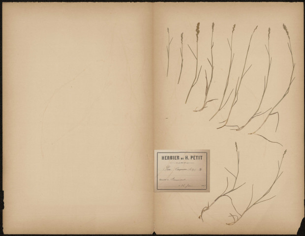 Poa Compressa, plante prélevée à Amiens (Somme, France), à Renancourt , 14 juin 1889