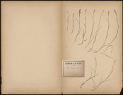 Poa Compressa, plante prélevée à Amiens (Somme, France), à Renancourt , 14 juin 1889