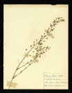 Angallis arvensis (Mouron des champs), famille des Primulacées, plante prélevée à A localiser, [1940-1950]