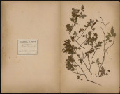 Rosa Arvensis, plante prélevée à Athies (Somme, France), au bord de l'Omignon, 12 juin 1888