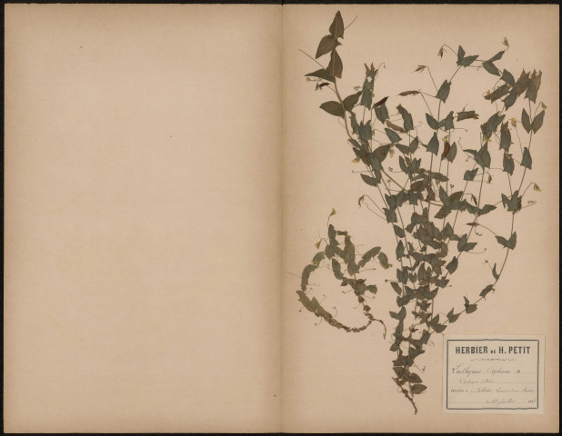 Lathyrus Aphaca Aphaque d'Italie, plante prélevée à Athies (Somme, France), en lisière d'un champ, 12 juillet 1888