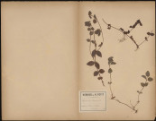 Lysimachia Nemorum, plante prélevée à Saint-Gobain (Aisne, France), dans la forêt de Saint-Gobain, 26 juin 1887
