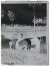 [Un homme abreuvant ses chevaux dans une mare. Le photographe a ajouté manuellement à l'encre au bas de la plaque des effets d'herbes et de végétation]