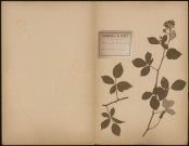 Rubus Discolor (Weihe et Nees Rul), prélevée à Aistersheim (Grieskirchen, Autriche), n.c., [1888-1889]