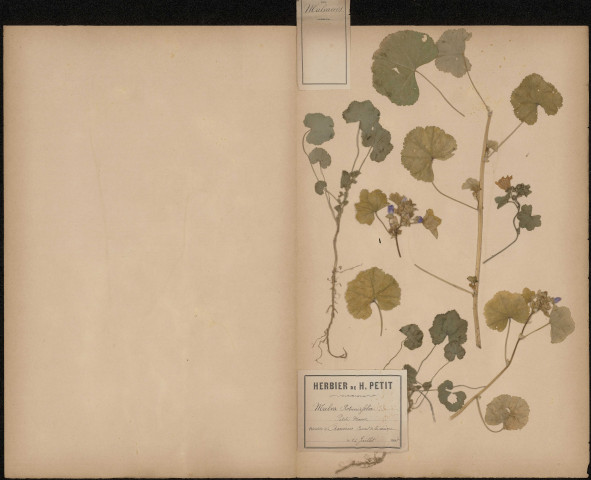 Malva Rotundifolia, Petite mauve, plante prélevée à Amiens (Somme, France), près du canal de la Somme, 14 juillet 1888