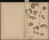Malva Rotundifolia, Petite mauve, plante prélevée à Amiens (Somme, France), près du canal de la Somme, 14 juillet 1888