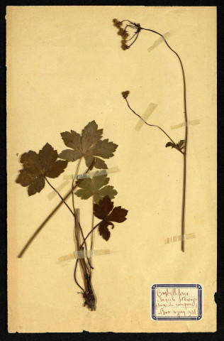 Sanicula europée (Sanicle d'Europe), famille des Ombellifères, plante prélevée à Dromesnil (Bois), 4 juin 1938
