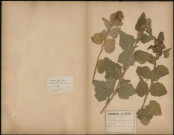 Althea Officinalis, Guimauve, plante prélevée à Dreuil (Somme, France), sur les bords de la Somme, et à Saint-Quentin-en-Tourmont , 25 juillet 1888- 22 Août 1889