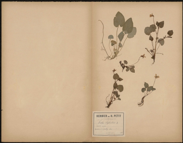 Viola Sylvestris, Violette inodore, plante prélevée à Ailly-sur-Somme (Somme, France), dans le bois, 15 mai 1888