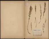 Equisetum arvense, plante prélevée à Amiens (Somme, France), sur les bords de la Somme, 24 mai 1888