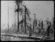 Bois des Trônes déchiqueté par les obus en 1916