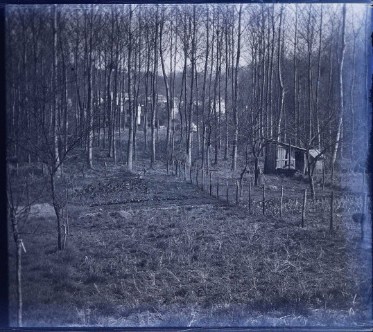 Environs du Crotoy (Somme). Un bois