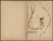 Alopecurus Geniculatus, plante prélevée à Camon (Somme, France), dans les Hortillonnages, 20 juin 1889