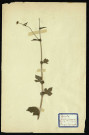 Geum urbanum (Benoite commune), famille des Rosacées, plante prélevée à Dromesnil (Chemin), 11 mai 1938