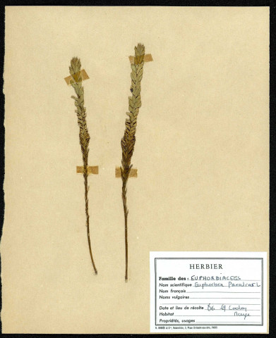 Euphorbia Paralias, famille des Euphorbiacées, plante prélevée au Crotoy (Somme, France), près de La Maye, en juin 1969