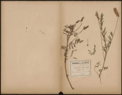 Onobrychis sativa Fl. Fr. Sainfoin, plante prélevée à Querrieux (Somme, France), dans un champ cultivé, 10 juin 1889