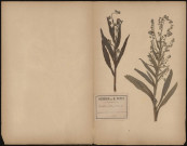 Cynoglonum Officinale, plante prélevée à Devise (Somme, France), dans le bois de Devise dit bois de Notre-Dame, 18 juin 1888