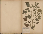 Solanum Nigrum - Morelle, plante prélevée à Amiens (Somme, France), dans les hortillonnages en bordure d’un champ de pommes de terre, [1888-1889]