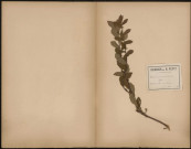Mespilus Germanica (L.Sp.) Meflier, plante prélevée à Athies (Somme, France), aux remises, 16 août 1888