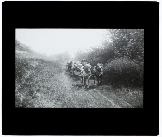 Dans le bois de Wailly (Somme) - septembre 1903