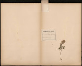 Corydalis Solida, plante prélevée à Guise (Aisne, France) par Cochet, 6 mai 1889
