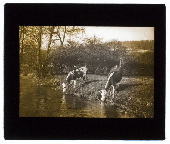 Marais de Blangy-sur-Bresle -avril 1910