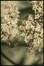 [Une abeille]