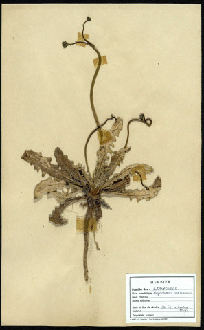 Hypochoeris Radicata, famille des Composées, plante prélevée au Crotoy (Somme, France), près de La Maye, en juin 1969