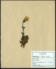 Samolus valerandi, Samole de Valerand ou Mouron d'eau, famille des Primulacées, plante prélevée à Grandvilliers (Oise, France), zone de récolte non précisée, le juin 1962