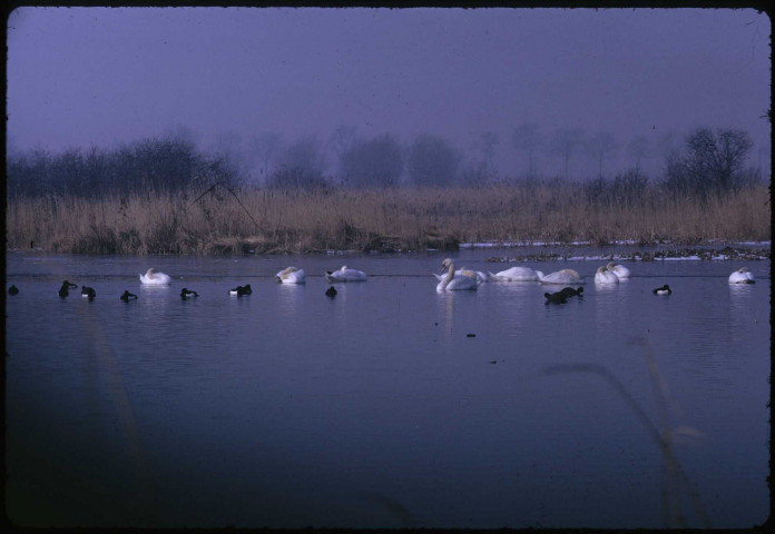 Cygnes, La Cuvelle