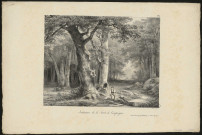 Intérieur de la forêt de Compiègne