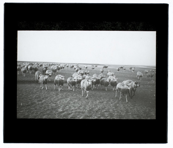 Moutons à Noyelles-sur-Mer - septembre 1902