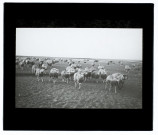 Moutons à Noyelles-sur-Mer - septembre 1902