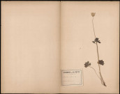 Anémone Sylvestris, plante prélevée à Gentelles (Somme, France), dans le bois, 13 mai 1888