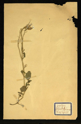Raphanus raphanistrum L (Radis ravenelle C), famille des Crucifères, plante prélevée à Dromesnil (Champs), 9 juin 1950