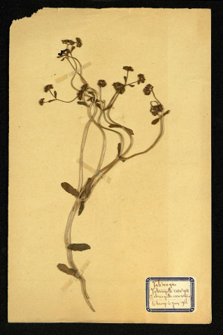 Varianella carinata Lois (Valerianelle carénée), famille des Valérianacées, plante prélevée à Dromesnil (Champ), 20 mai 1938