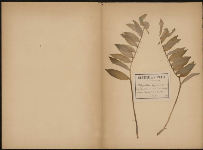 Herbiers constitués par Humbert Petit, Virgile Brandicourt et E. Tételin, volume 7