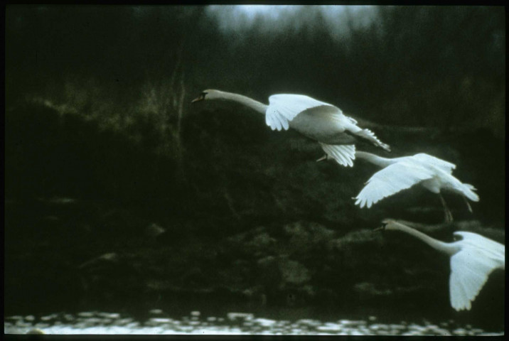 Envol de cygnes