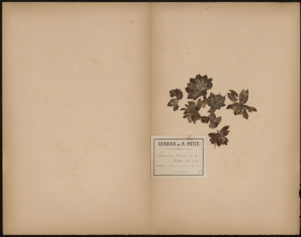 Sempervivum Tectorum L.Sp. Joubarde, herbe à coupure, plante prélevée à Amiens (Somme, France), sur un mur, 15 juin 1889