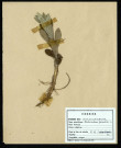 Pedicularis palustris, famille des Scrofulariacées, plante prélevée à Sorrus (Pas-de-Calais), dans les carrières, en mai 1969
