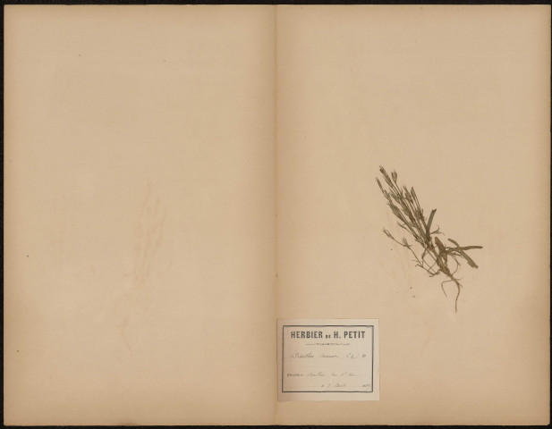 Dianthus Armeria, plante prélevée à Doullens (Somme, France), vers Haute-Visée , 9 août 1889