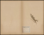 Dianthus Armeria, plante prélevée à Doullens (Somme, France), vers Haute-Visée , 9 août 1889