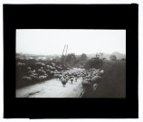 Moutons à Boves - octobre 1911
