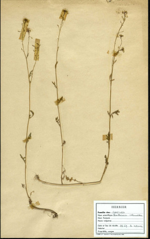 Barkhausia intermedia, Crépis, famille des Composées, plante prélevée à Grandvilliers (Oise, France), zone de récolte non précisée, en juin 1969
