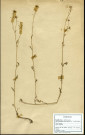 Barkhausia intermedia, Crépis, famille des Composées, plante prélevée à Grandvilliers (Oise, France), zone de récolte non précisée, en juin 1969