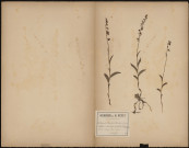 Epipactis Atrorubens, plante prélevée à Dury (Somme, France), dans un bois calcaire, 23 juin 1889